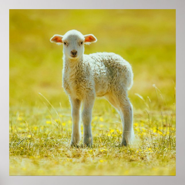 Póster Cutest Baby Animals | Young Sheep (Frente)