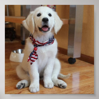 Póster cutest dog in the world poster