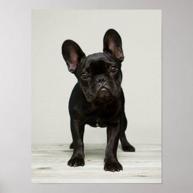 Póster Cutest French Bulldog Puppy (Frente)