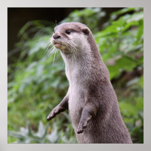 Póster Cutícula Otter de pie