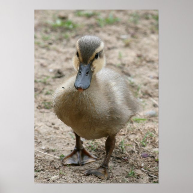 Póster "Cutie" (Frente)