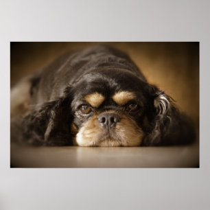 Póster ¡Cutie Cav!