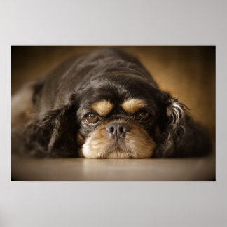 Póster ¡Cutie Cav!