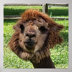 Póster Cuto Alpaca nuevo corte de pelo