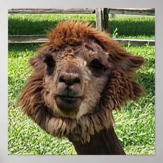 Póster Cuto Alpaca nuevo corte de pelo