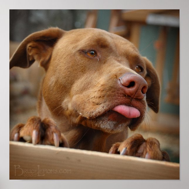 Póster Cuto chocolate Lab Pit Mix Dog (Frente)