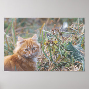 Póster Cuto Funky Ginger Cat Kitten Face