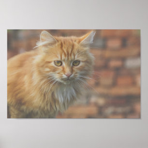 Póster Cuto Funky Ginger Cat Kitten Face