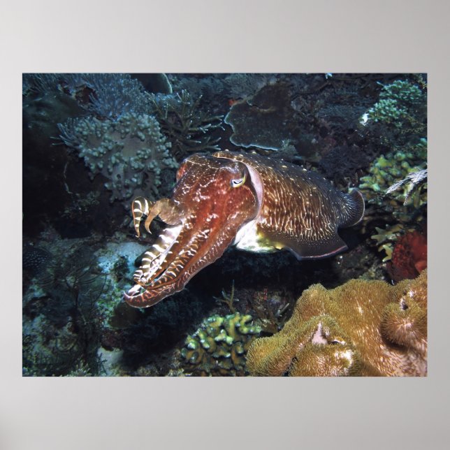 Póster Cuttlefish on the Reef (Frente)