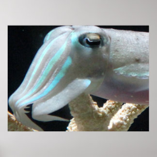 Póster Cuttlefish Poster