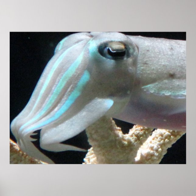 Póster Cuttlefish Poster (Frente)