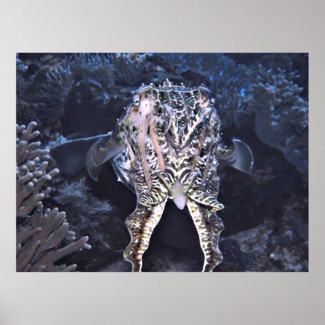 Póster Cuttlefish Tentacles (Frente)