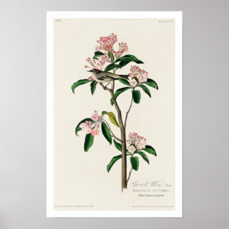 Póster Cuvier's Kinglet por Audubon Poster