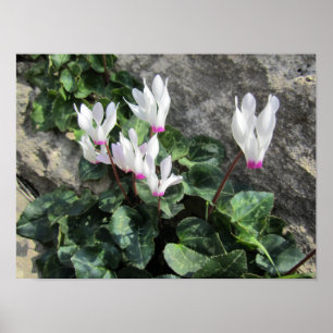 Póster Cyclamen silvestre
