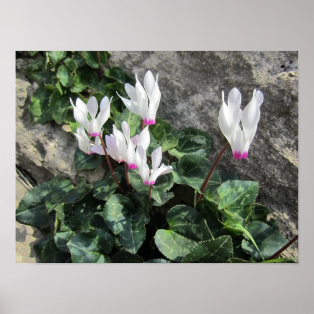 Póster Cyclamen silvestre (Frente)