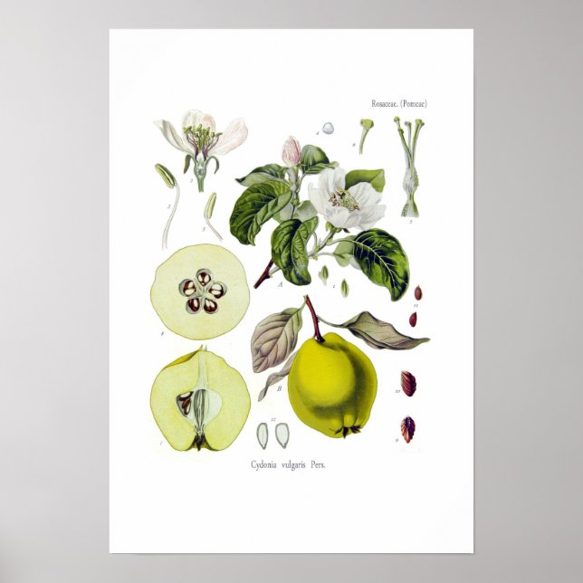 Póster Cydonia vulgaris (Quince) (Frente)