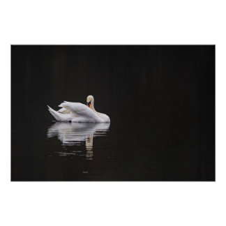 Póster cygne sur l'eau (swan)