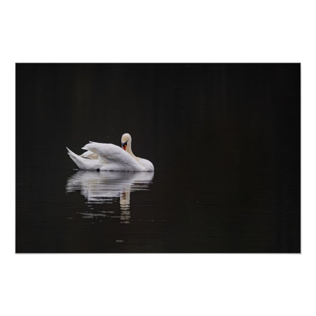 Póster cygne sur l'eau (swan) (Anverso)
