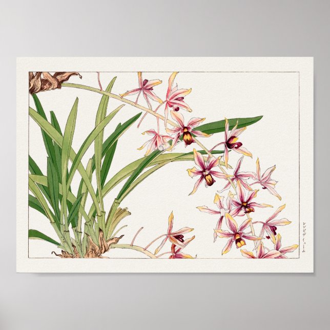 Póster Cymbidium de Tanigami Konan (Frente)
