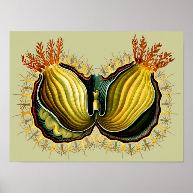 Póster Cynthia melocactus Ernst Haeckel Bella Artes (Frente)