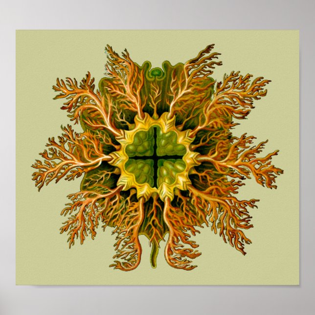 Póster Cynthia melocactus Ernst Haeckel Fine Art (Frente)