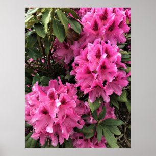 Póster Cynthia Rhododendrons, Oregon