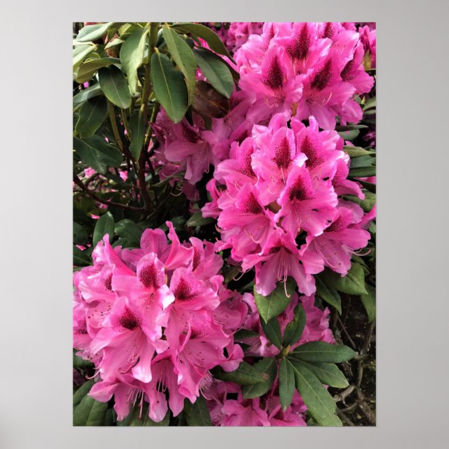 Póster Cynthia Rhododendrons, Oregon (Frente)
