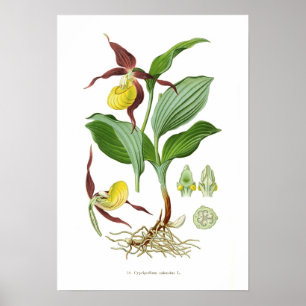 Póster Cyprepedium calceolus