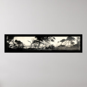 Póster Cypress Point Monterey Foto 1907