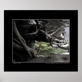 Póster Cypress Skeleton - Poster