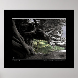 Póster Cypress Skeleton - Poster