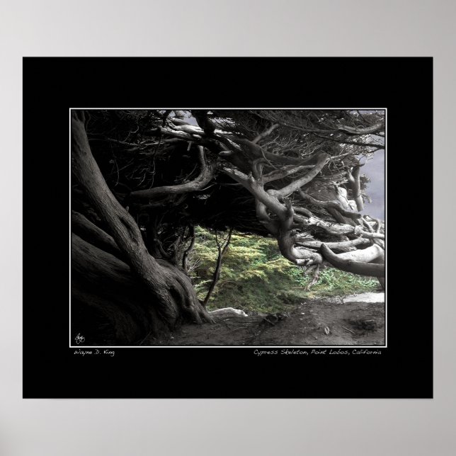 Póster Cypress Skeleton - Poster (Frente)