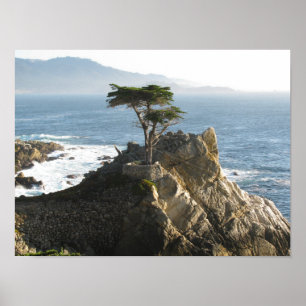Póster Cypress solitario en auto de 17 millas