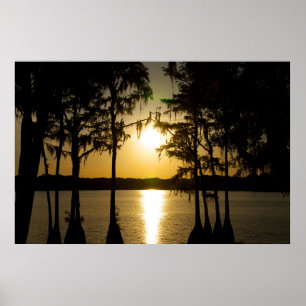 Póster Cypress Sunset