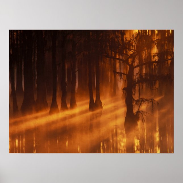 Póster Cypress Trees | Parque estatal George Smith (Frente)