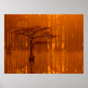 Póster Cypress Trees Parque estatal George Smith