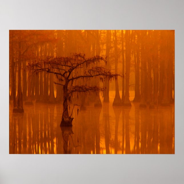 Póster Cypress Trees | Parque estatal George Smith (Frente)