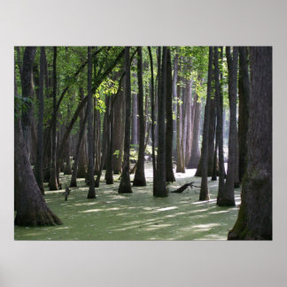 Póster CypressSwampView