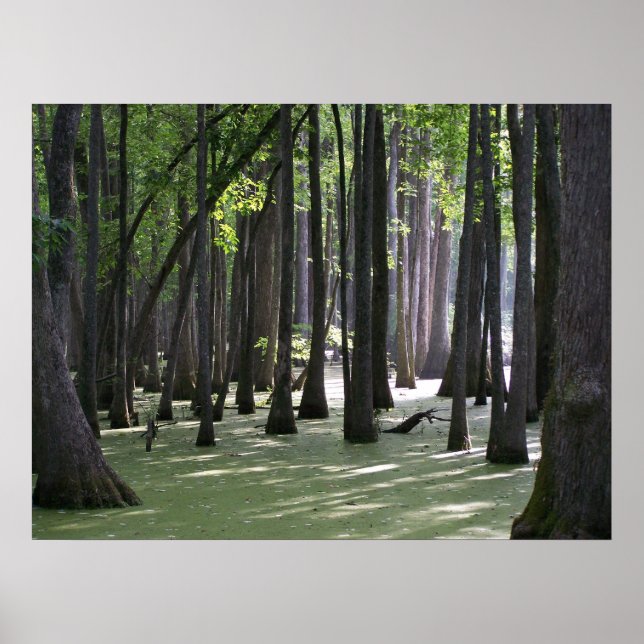 Póster CypressSwampView (Frente)