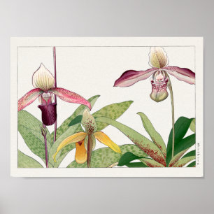 Póster Cypripedium por Tanigami Konan