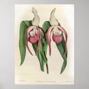 Póster Cypripedium Schroderae Orchid