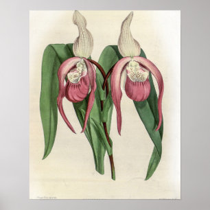 Póster Cypripedium Schroderae Orchid