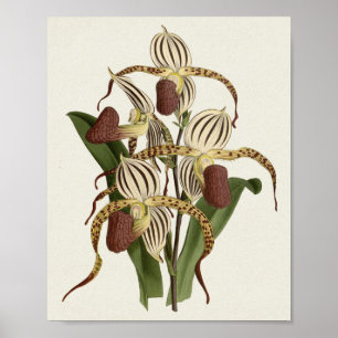 Póster Cypripedium Stonei