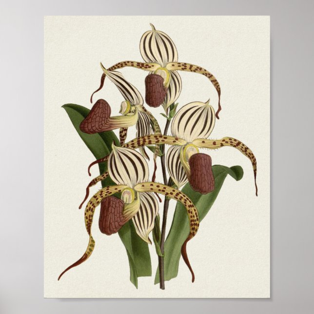 Póster Cypripedium Stonei (Frente)