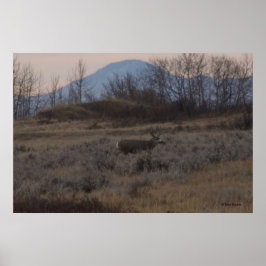 Póster D12 Mule Deer Buck and Sweet Grass Hills