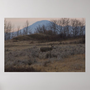Póster D12 Mule Deer Buck and Sweet Grass Hills