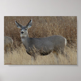 Póster D14 Mule Deer Doe