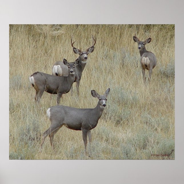 Póster D18 Mule Deer (Frente)