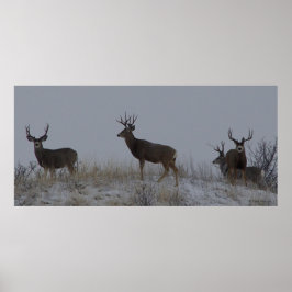 Póster D21 Mule Deer Bucks