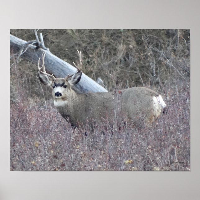 Póster D32 Mule Deer Buck (Frente)